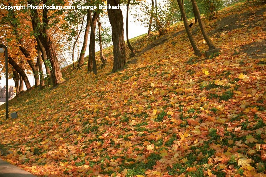 Forest, Grove, Land, Vegetation, Oak, Tree, Wood
