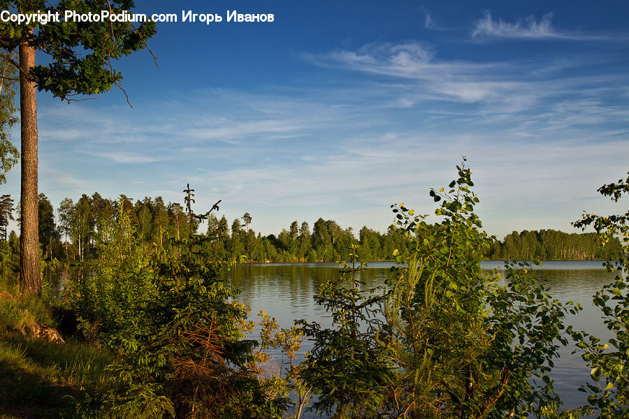 Land, Marsh, Pond, Swamp, Water, Bush, Plant
