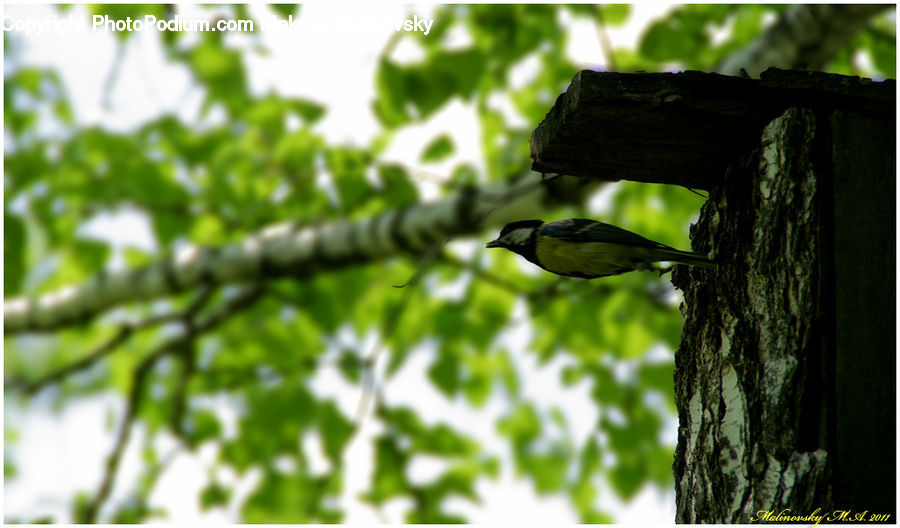 Bird, Flicker Bird, Woodpecker, Magpie, Blackbird, Crow