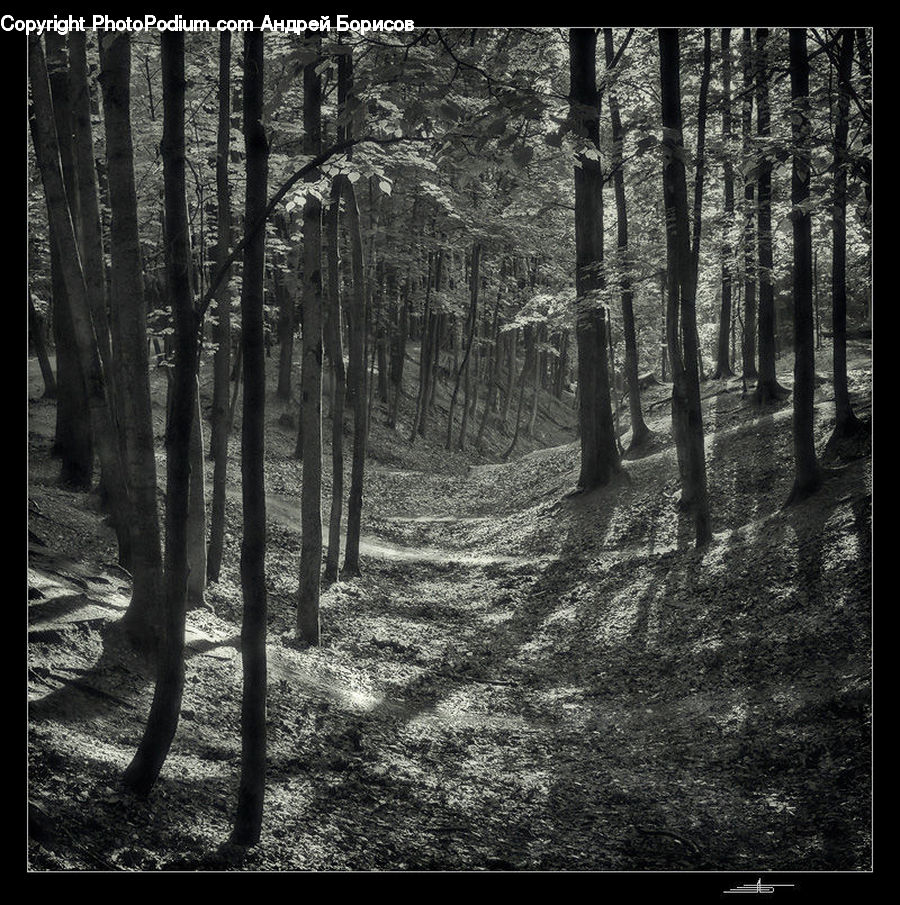Forest, Vegetation, Grove, Land, Path, Trail, Plant