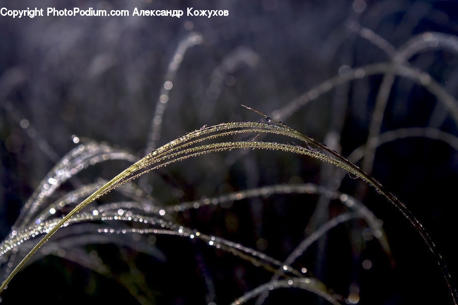 Field, Grass, Grassland, Plant, Light, Blossom, Flora