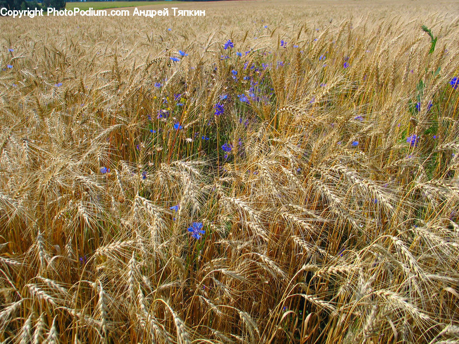 Grain, Wheat, Field, Grass, Grassland, Plant