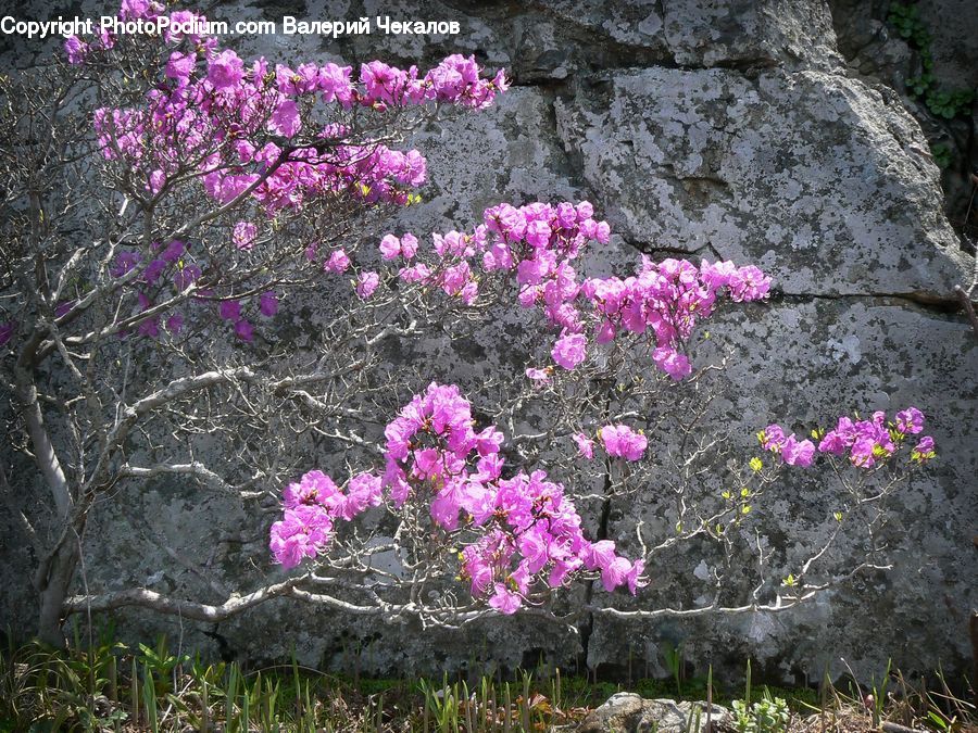 Soil, Pavement, Blossom, Flora, Flower, Plant, Geranium