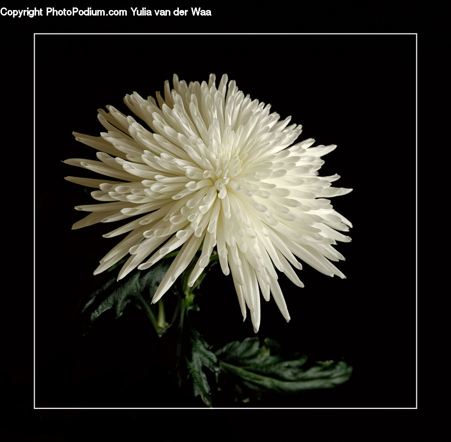Dandelion, Flower, Plant, Daisies, Daisy, Blossom, Flora