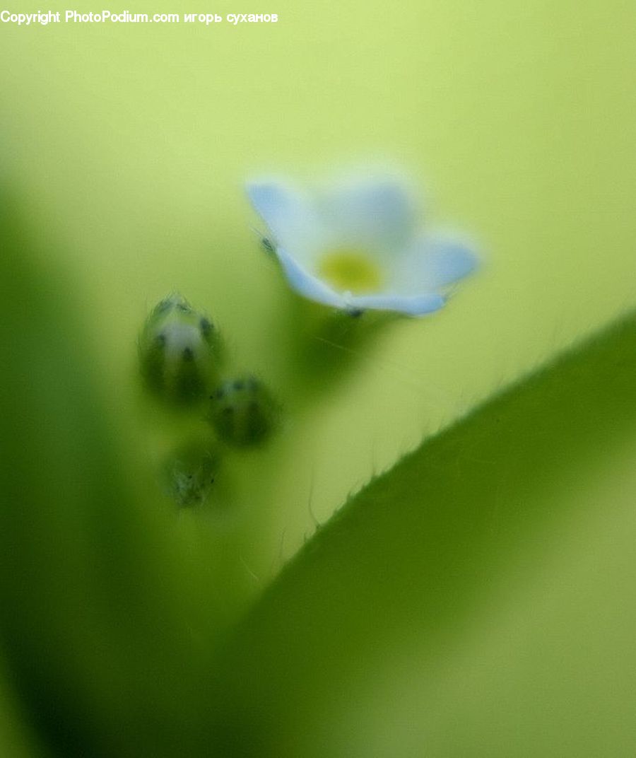 Flora, Pollen, Fiber, Flax, Flower, Plant, Blossom