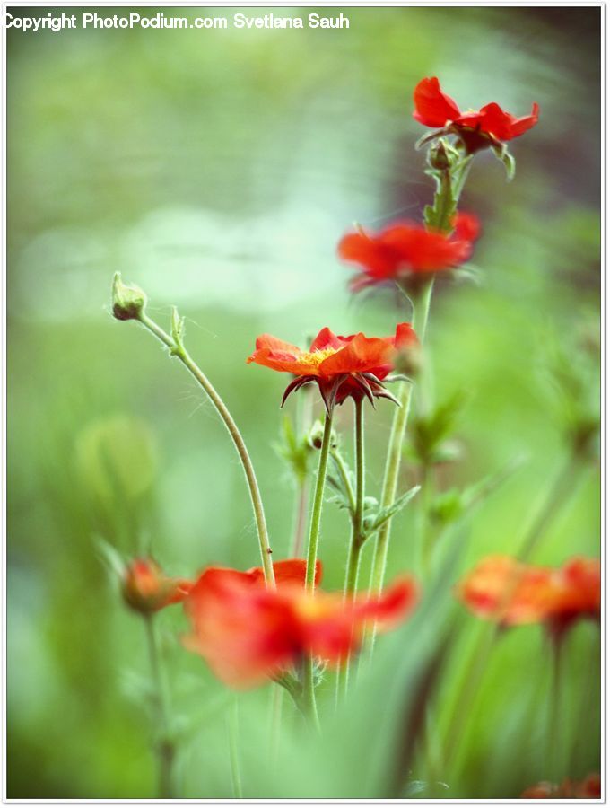 Flora, Flower, Gladiolus, Plant, Blossom, Geranium, Maple