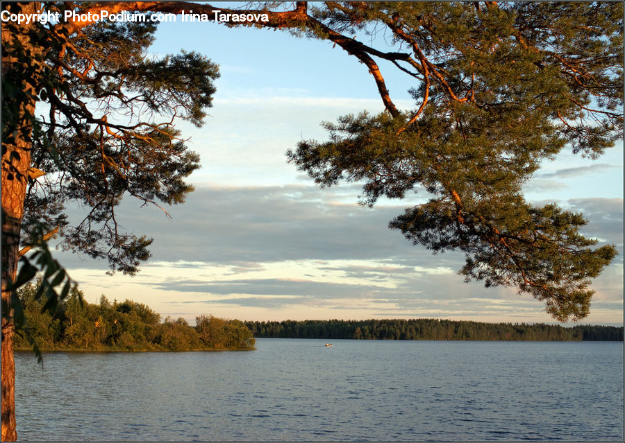 Lake, Outdoors, Water, Conifer, Fir, Plant, Tree