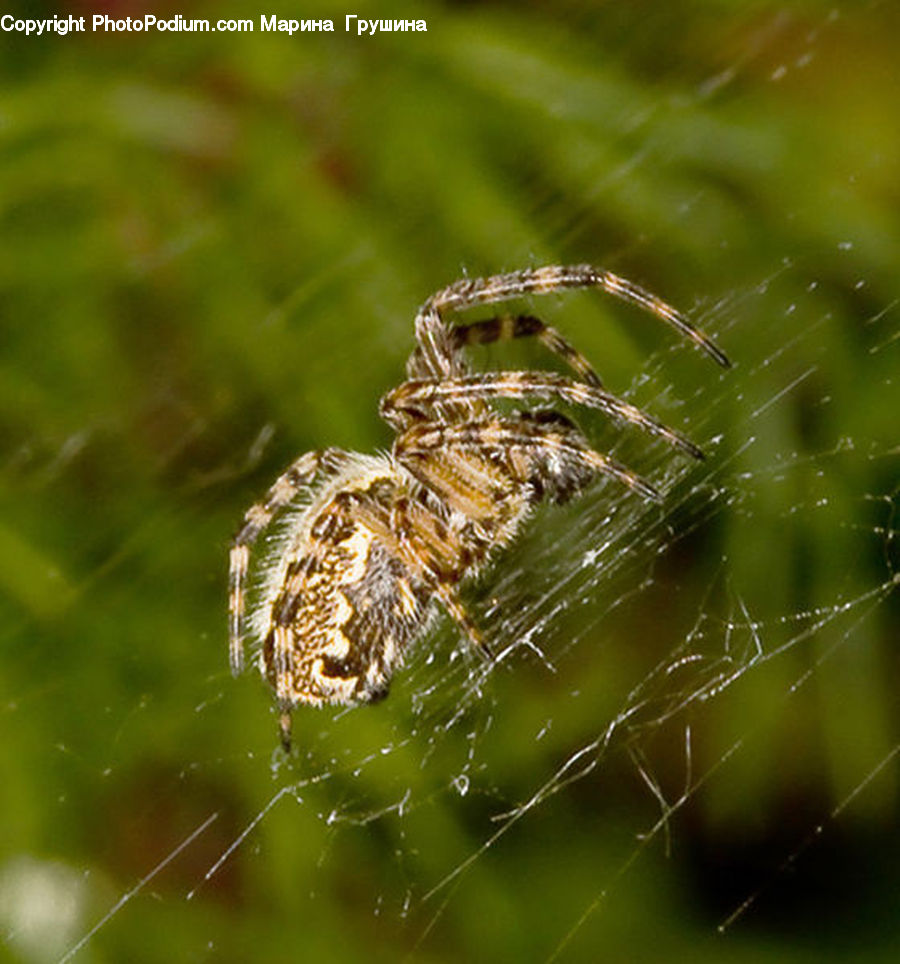 Arachnid, Garden Spider, Insect, Invertebrate, Spider