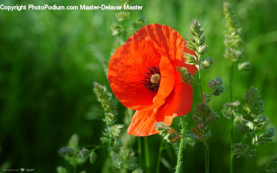 Blossom, Flora, Flower, Plant, Poppy, Geranium, Field