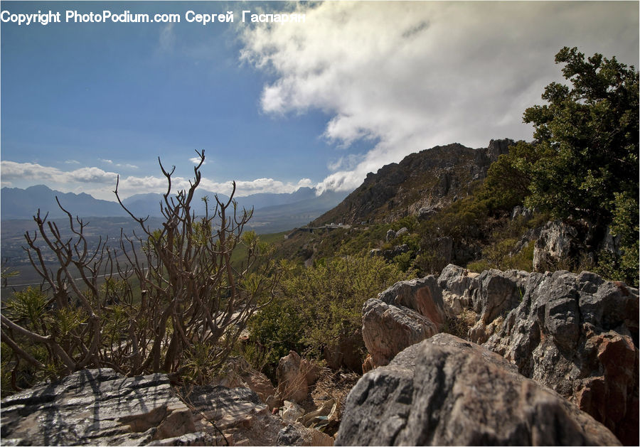 Rock, Tree Stump, Outdoors, Wilderness, Cliff, Bush, Plant