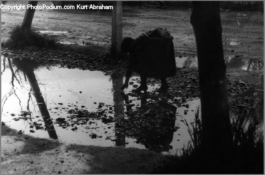 Plant, Potted Plant, Angus, Animal, Bull, Mammal, Water