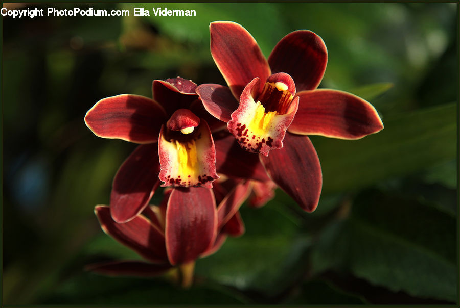 Blossom, Flora, Flower, Plant, Tulip, Aquilegia, Orchid