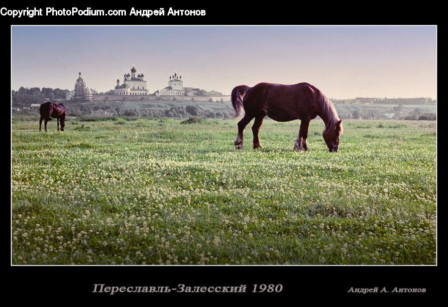Animal, Colt Horse, Foal, Horse, Mammal, Countryside, Grassland