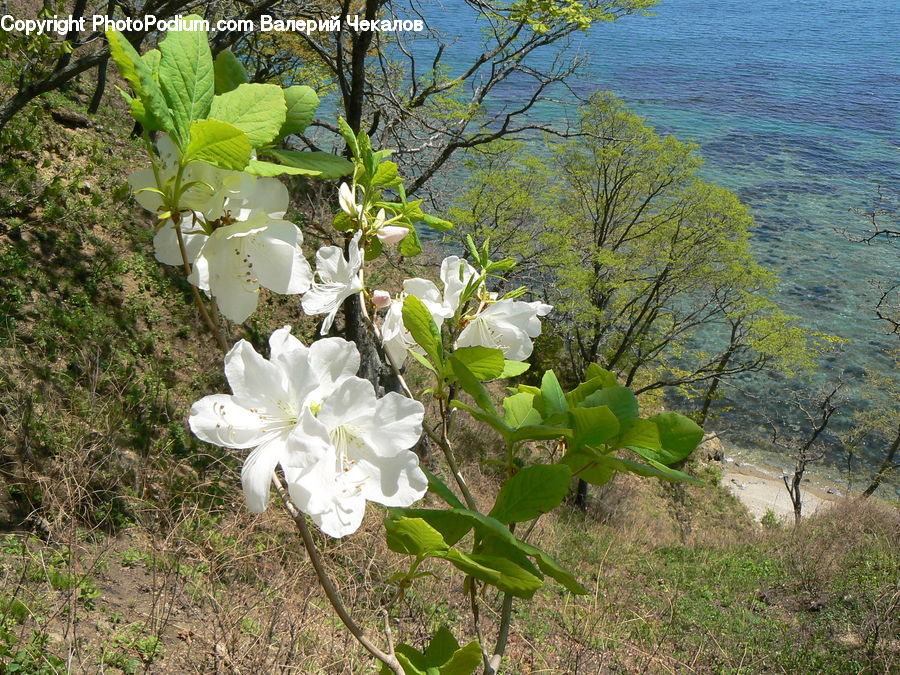 Blossom, Flora, Flower, Plant, Aquilegia, Cherry Blossom, Geranium