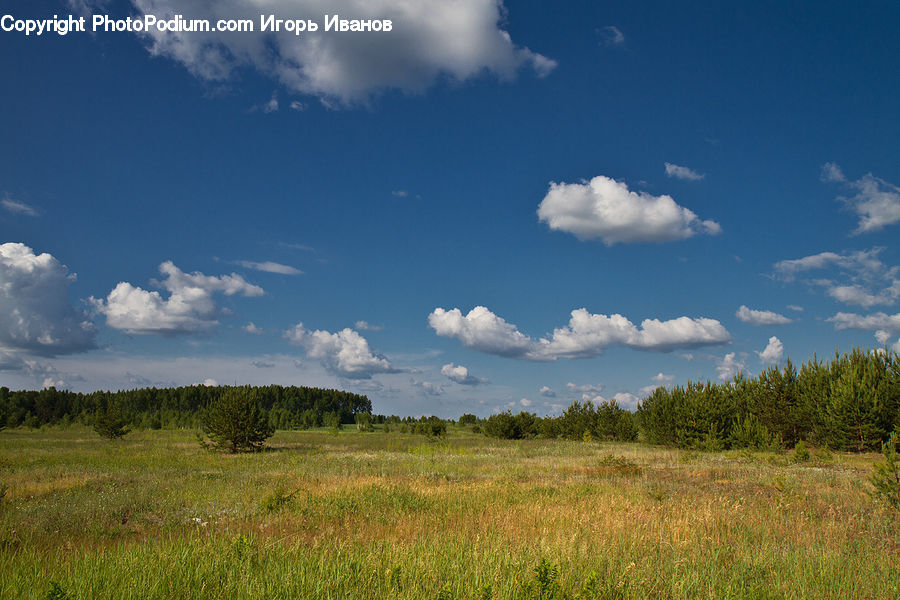 Field, Grass, Grassland, Land, Outdoors, Cloud, Cumulus