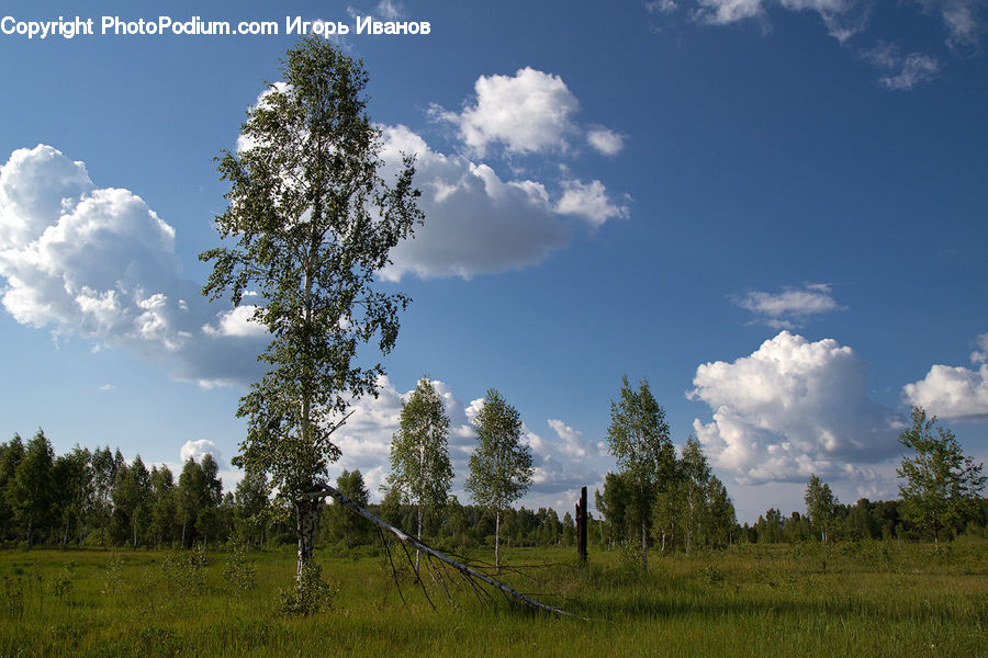 Field, Grass, Grassland, Land, Outdoors, Conifer, Fir