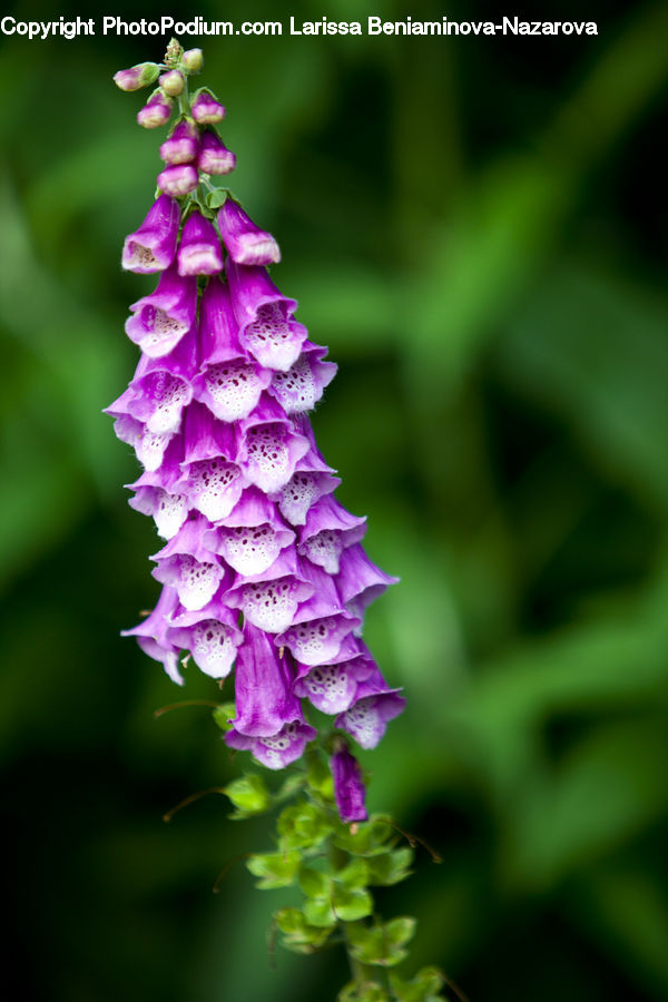 Flora, Flower, Foxglove, Plant, Blossom