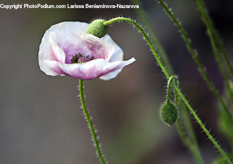 Bud, Plant, Weed, Blossom, Flora, Flower, Geranium