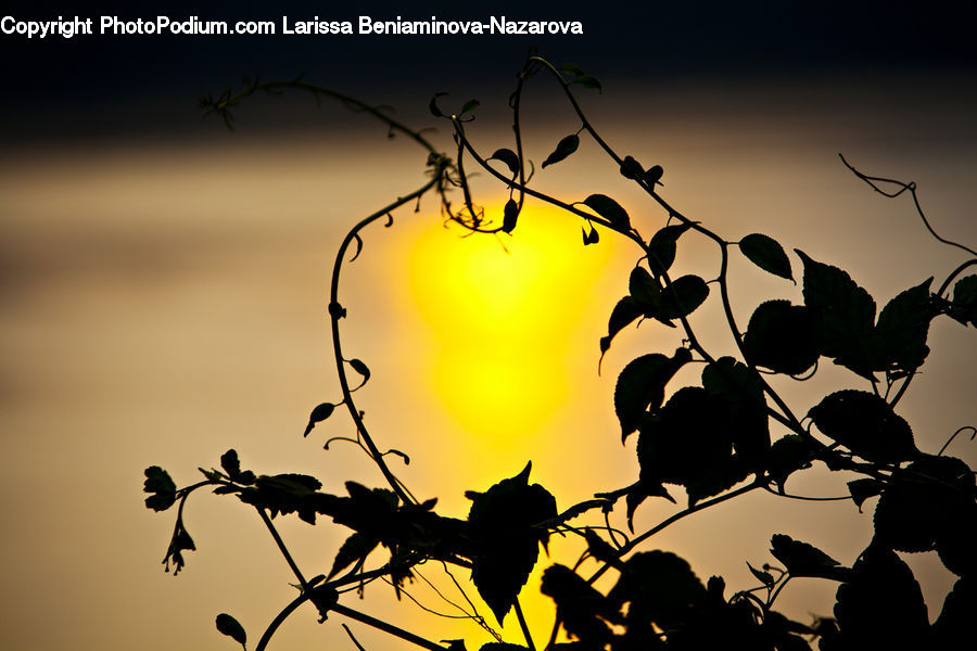 Plant, Weed, Bird, Blackbird, Crow, Silhouette, Flare