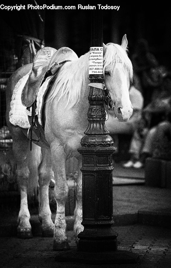 Animal, Horse, Mammal, Stallion, Art, Sculpture, Statue
