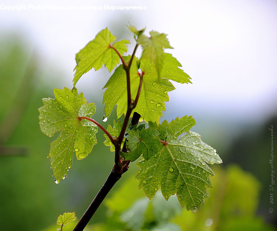 Fruit, Grapes, Veins, Leaf, Plant, Vine, Oak