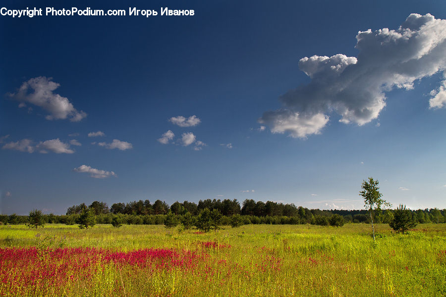 Field, Grass, Grassland, Land, Outdoors, Nature, Meadow