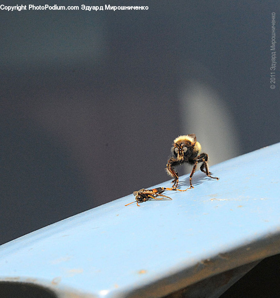 Bee, Insect, Invertebrate, Bumblebee, Honey Bee, Andrena, Apidae