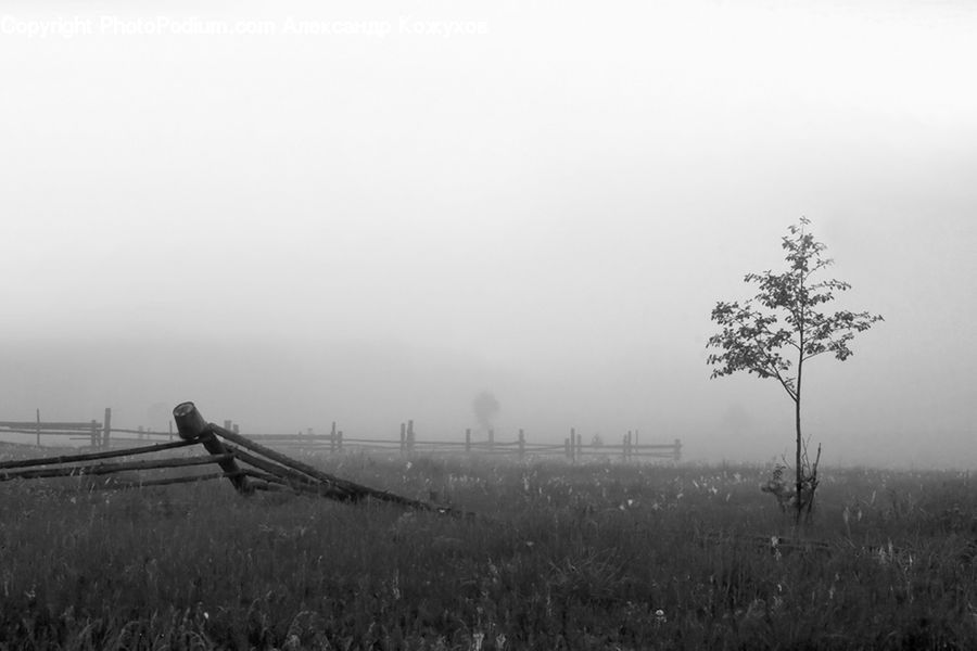 Plant, Tree, Countryside, Outdoors, Fog, Conifer, Fir