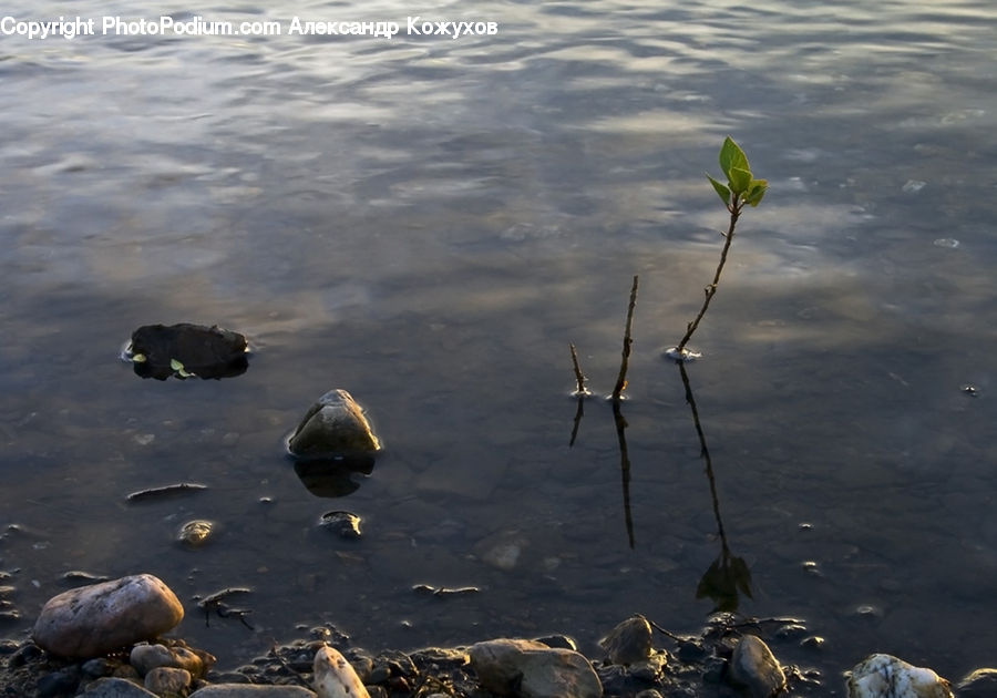 Plant, Sprout, Potted Plant, Outdoors, Sea, Water, Leaf