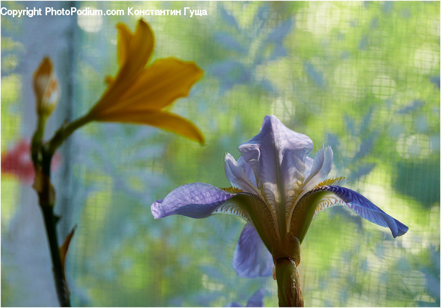 Flora, Flower, Iris, Plant, Blossom, Daffodil, Gladiolus