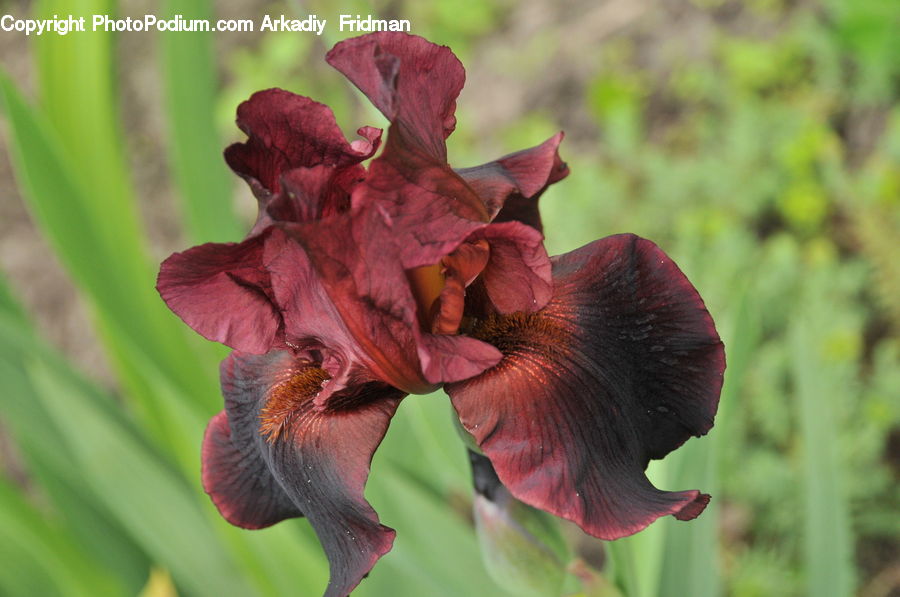 Flora, Flower, Gladiolus, Plant, Iris, Veins, Blossom