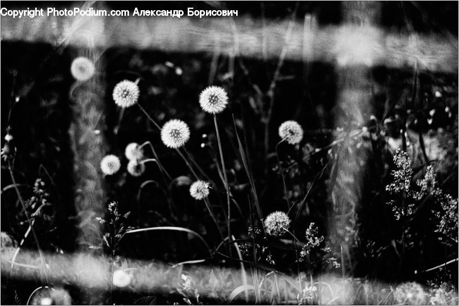 Plant, Potted Plant, Dandelion, Flower, Weed, Flower Arrangement, Ikebana