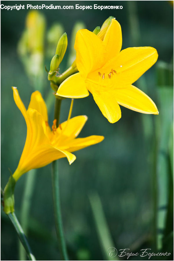 Blossom, Daffodil, Flora, Flower, Plant, Gladiolus, Lily