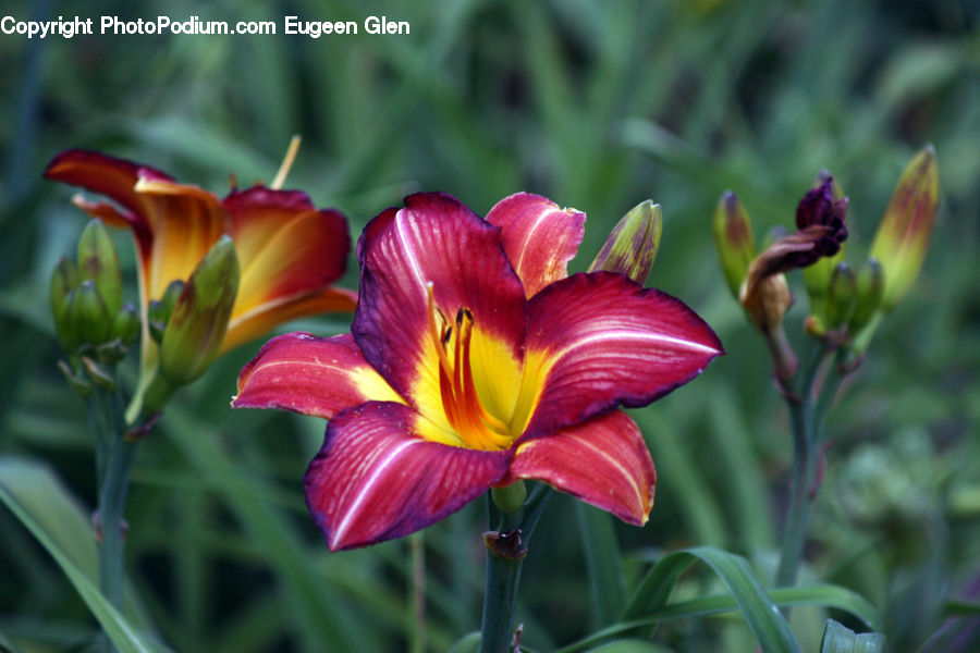 Flora, Flower, Gladiolus, Plant, Blossom, Bird, Hummingbird