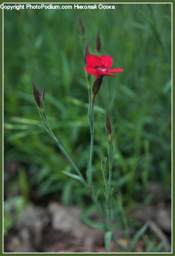 Aquilegia, Blossom, Flora, Flower, Plant, Fiber, Flax