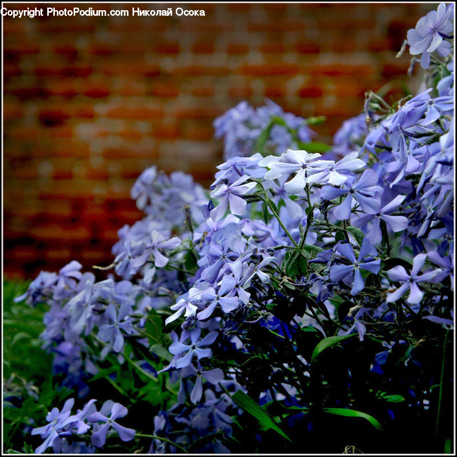 Blossom, Flower, Lilac, Plant, Lily, Pond Lily, Flora