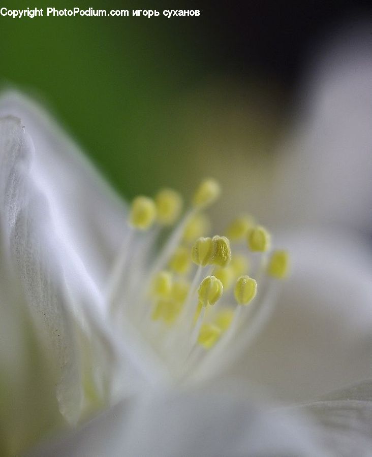 Anther, Flower, Petal, Plant, Flora, Pollen, Blossom
