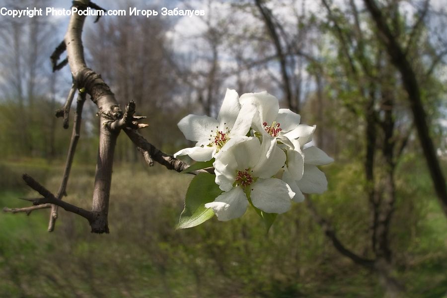 Birch, Tree, Wood, Blossom, Flora, Flower, Plant