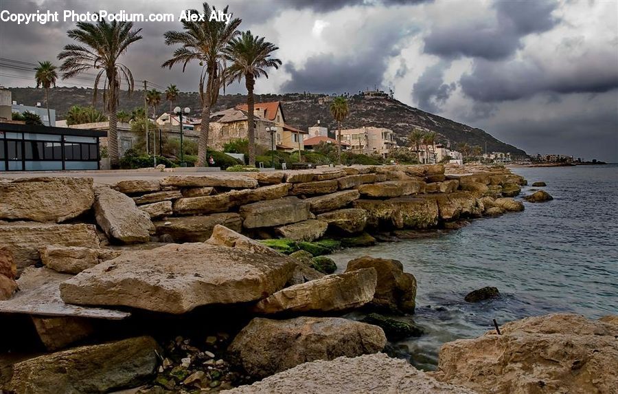 Palm Tree, Plant, Tree, Coast, Outdoors, Sea, Water