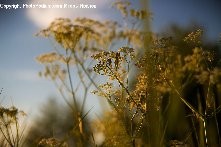 Grass, Plant, Reed, Weed, Field, Grassland, Dill
