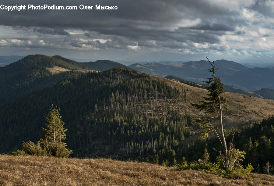 Crest, Mountain, Outdoors, Peak, Mountain Range, Conifer, Fir