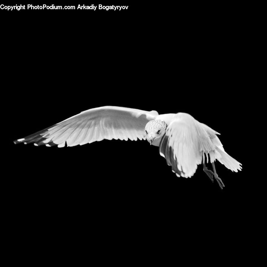 Bird, Seagull, Ardeidae, Flying, Dove, Pigeon, Crane Bird