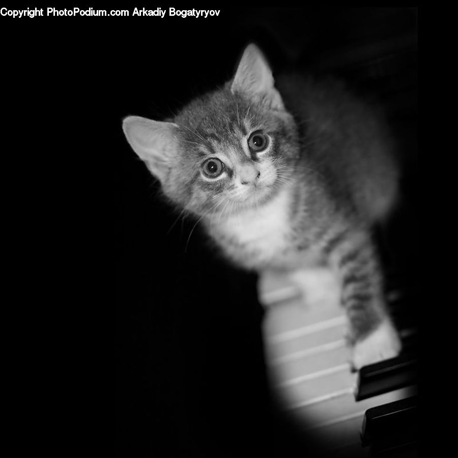 Animal, Adorable, Abyssinian, Cat, Mammal, Pet, Manx