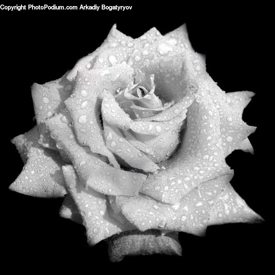 Blossom, Flower, Plant, Rose, Flora, Petal