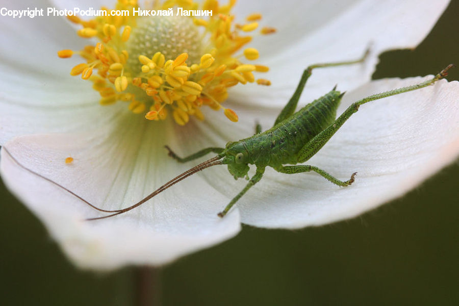 Cosmos, Cricket Insect, Grasshopper, Insect, Invertebrate, Blossom, Flora