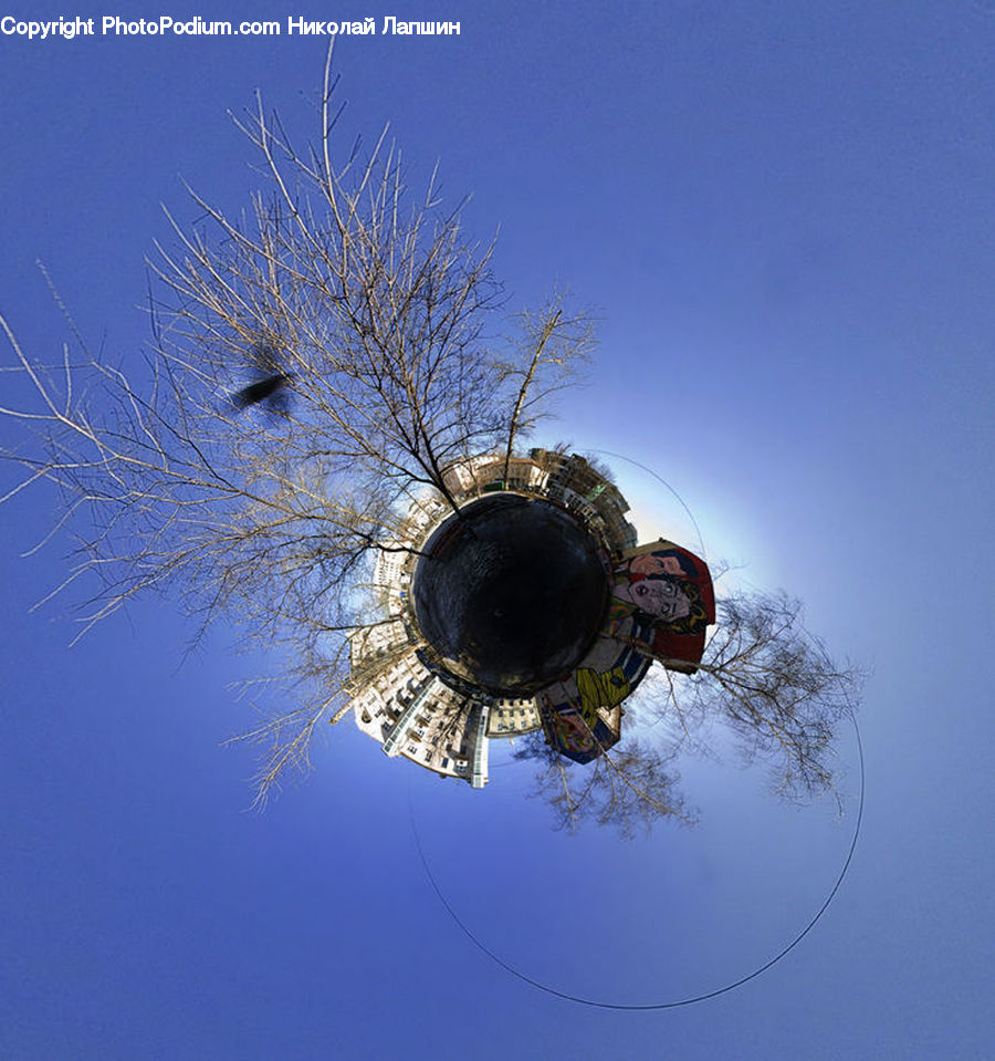 Bird Nest, Nest, Dung Beetle, Insect, Invertebrate