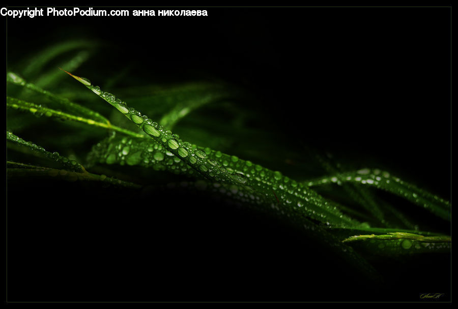 Dill, Plant, Field, Grass, Grassland, Conifer, Fir
