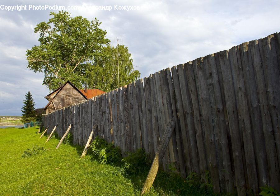 Wood, Forest, Grove, Land, Field, Grass, Grassland