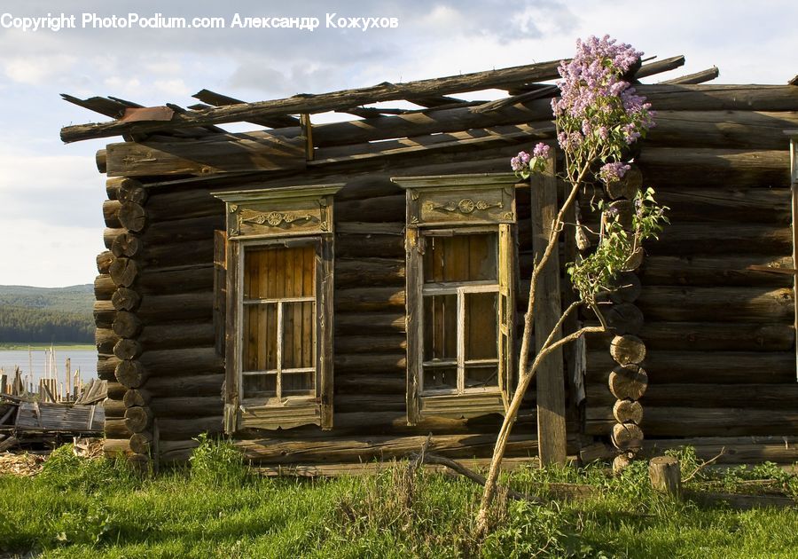 Plant, Potted Plant, Building, Cabin, Shelter, Blossom, Flora