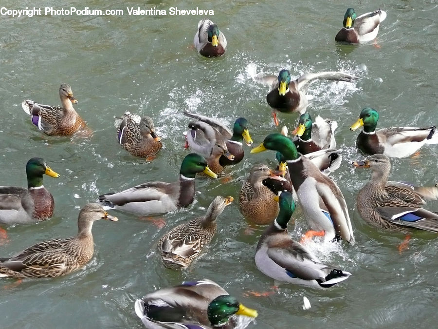 Bird, Duck, Mallard, Waterfowl, Water, Goose, Teal